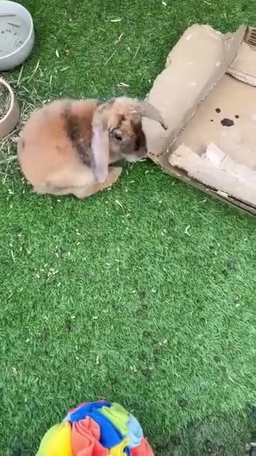 Mini Lop rabbits for sale: Mini plush lop  - Video 1