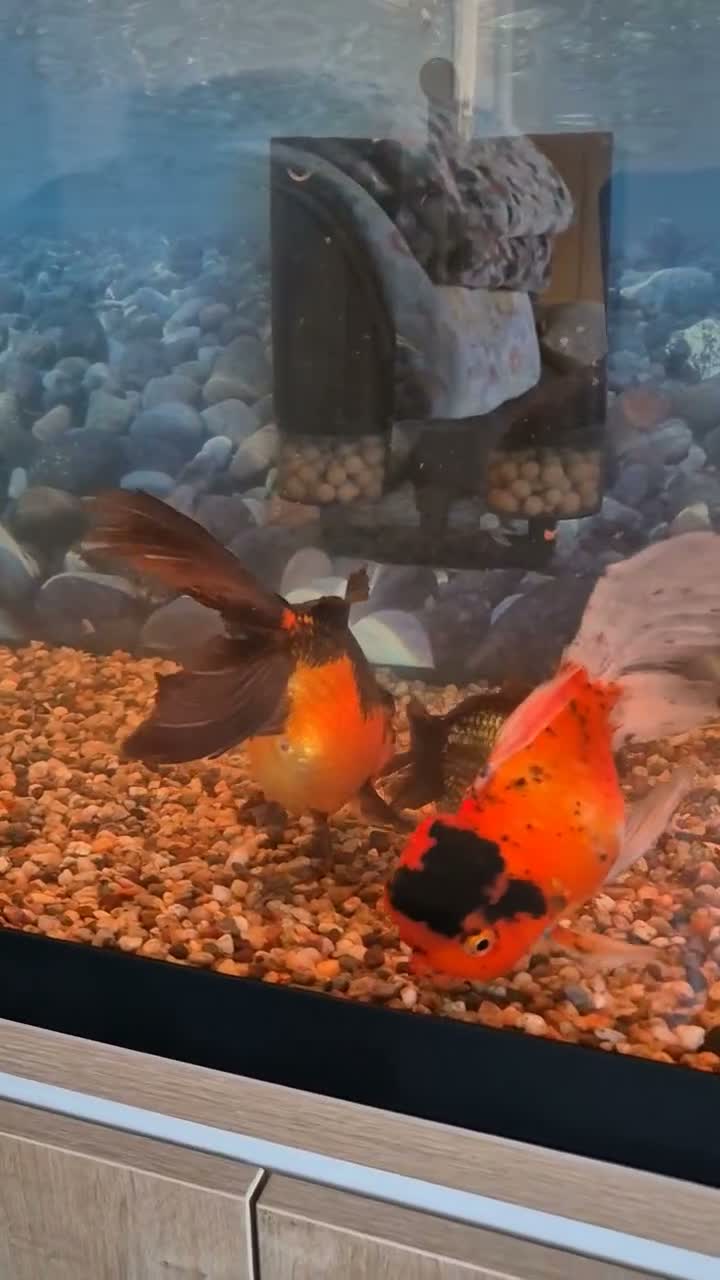 Fancy Goldfish fish for sale: Giant Oranda  - Video 2