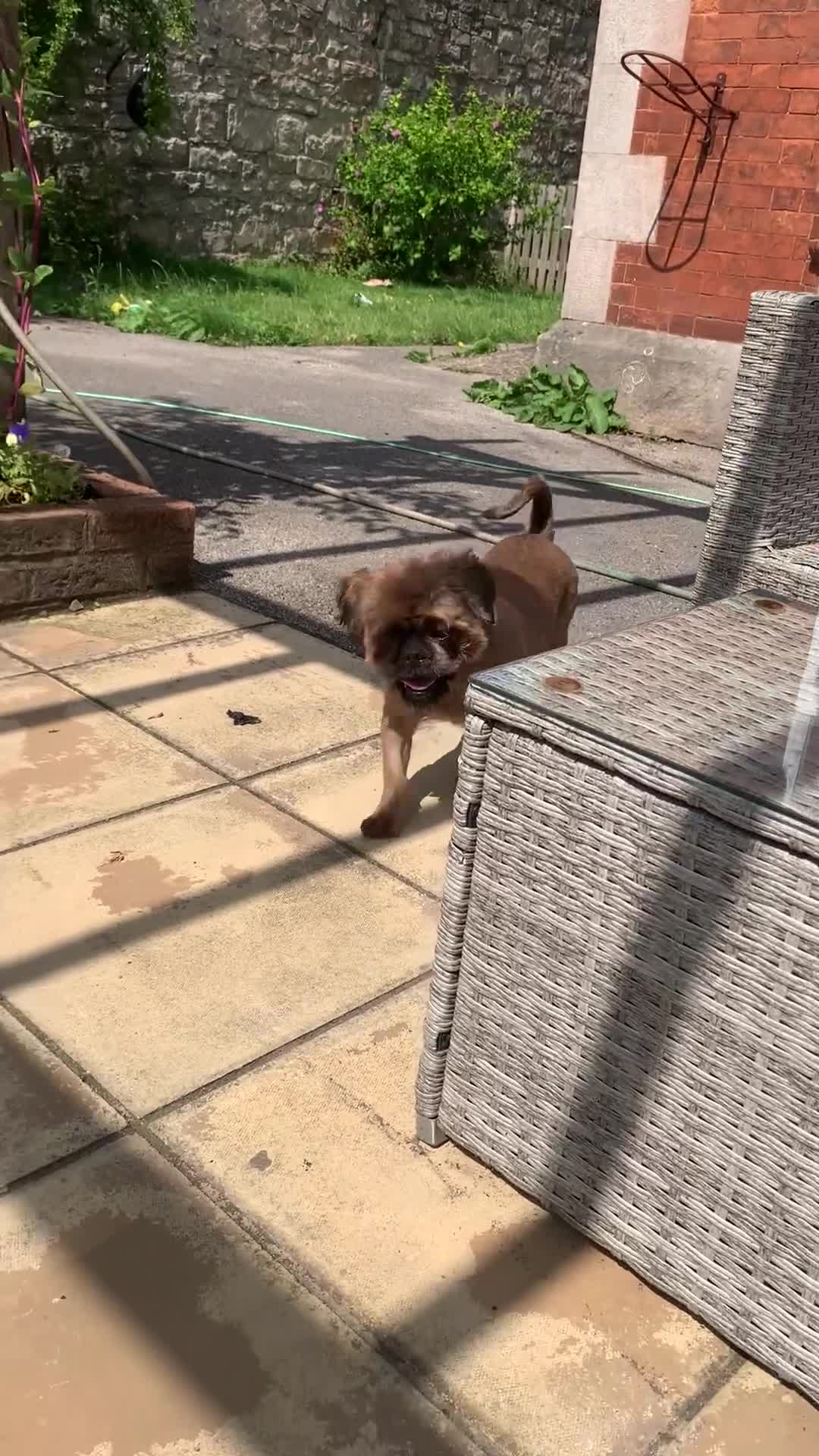Shih Tzu dogs for sale: Full pedigree Male Shihtzu  - Video 1