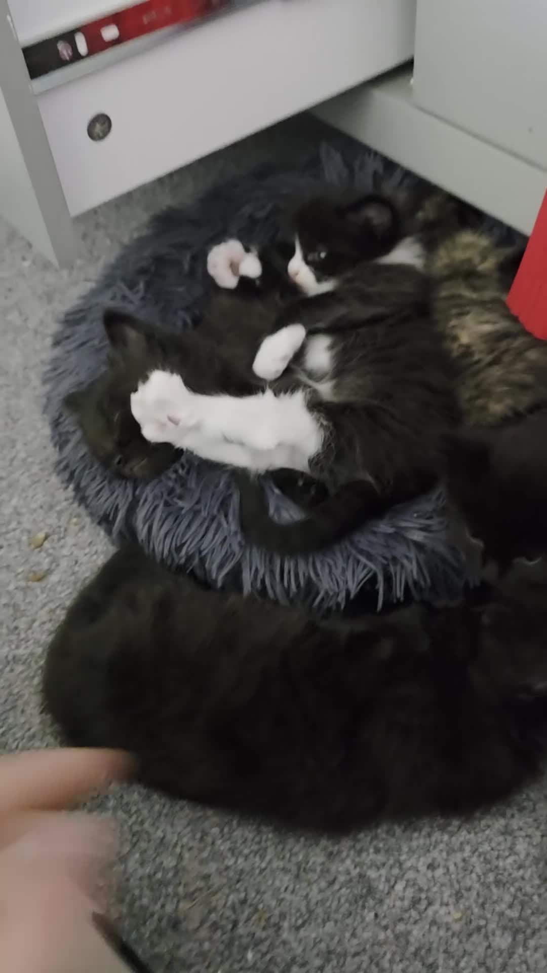 British Longhair cats for sale: 7 kittens boys and girls. British longhair cross  - Video 1