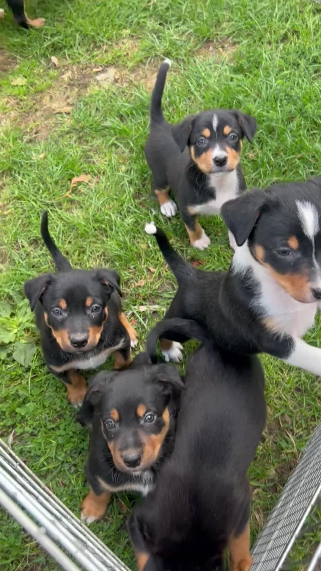 Mixed Breed dogs for sale: Kelpie x Collie Puppies looking for homes - Video 1