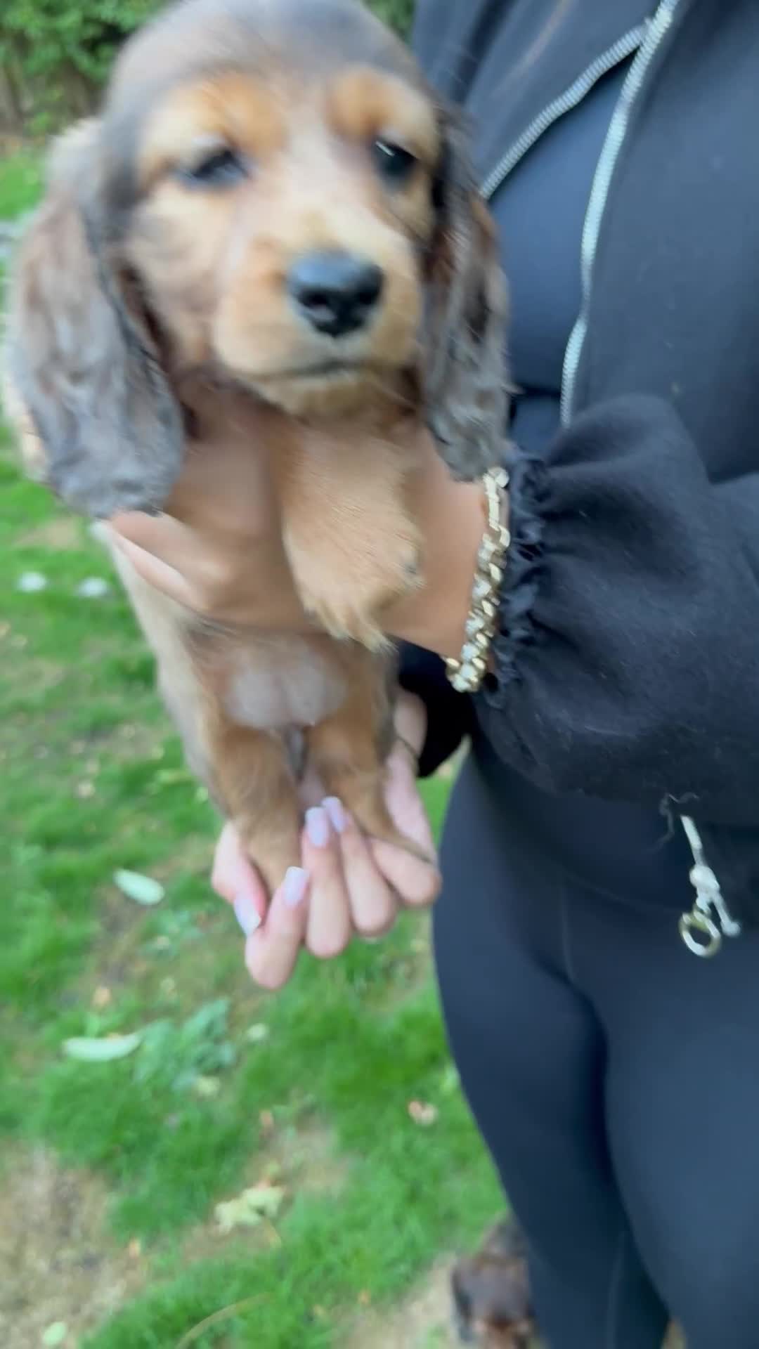 Miniature Dachshund dogs for sale: Mini long hair dapple dachshunds - Video 1