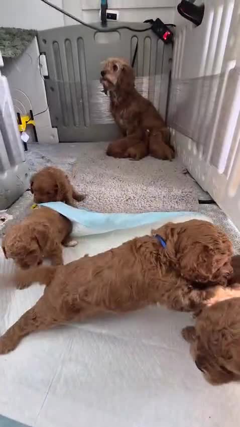 Cavapoo dogs for sale: Adorable Red F1B Cavapoo puppies (5M & 3F) - Video 1