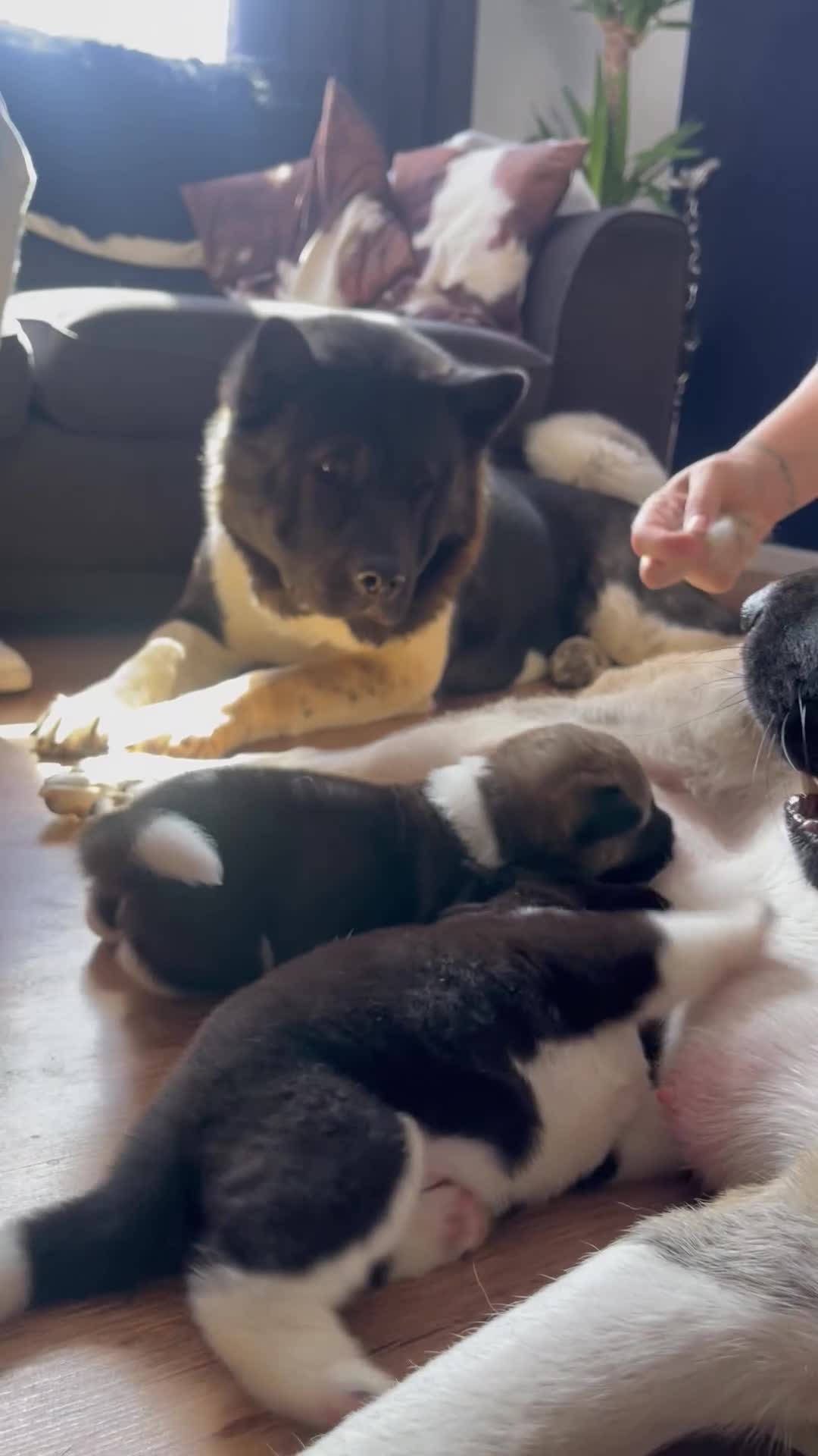 Akita dogs for sale: Chunky bears, WELL TRAINED in Newmarket - Video 5