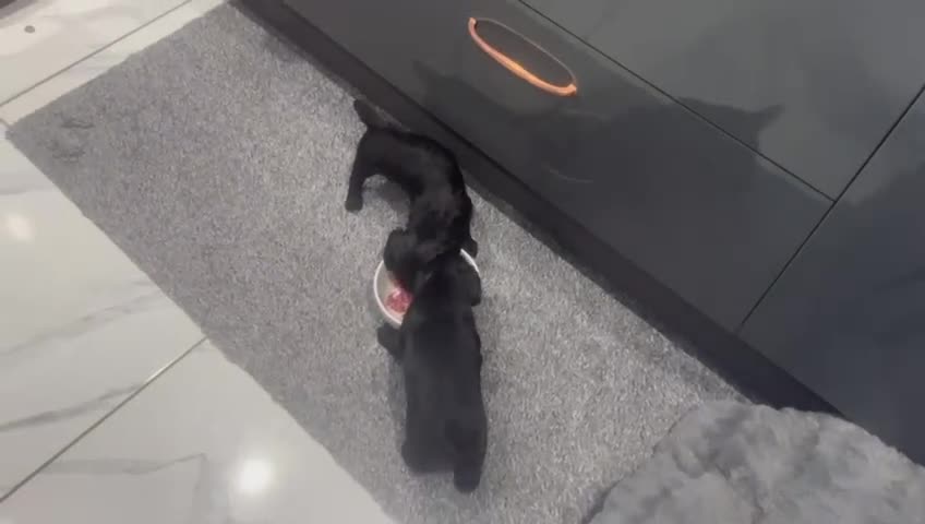 Cocker Spaniel dogs for sale: Kennel club working cocker spaniel pups  - Video 1