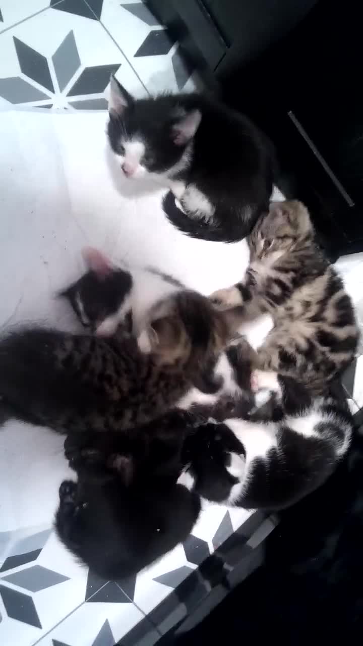 Mixed Breed cats for sale: 5 adorable kittens v - Video 1