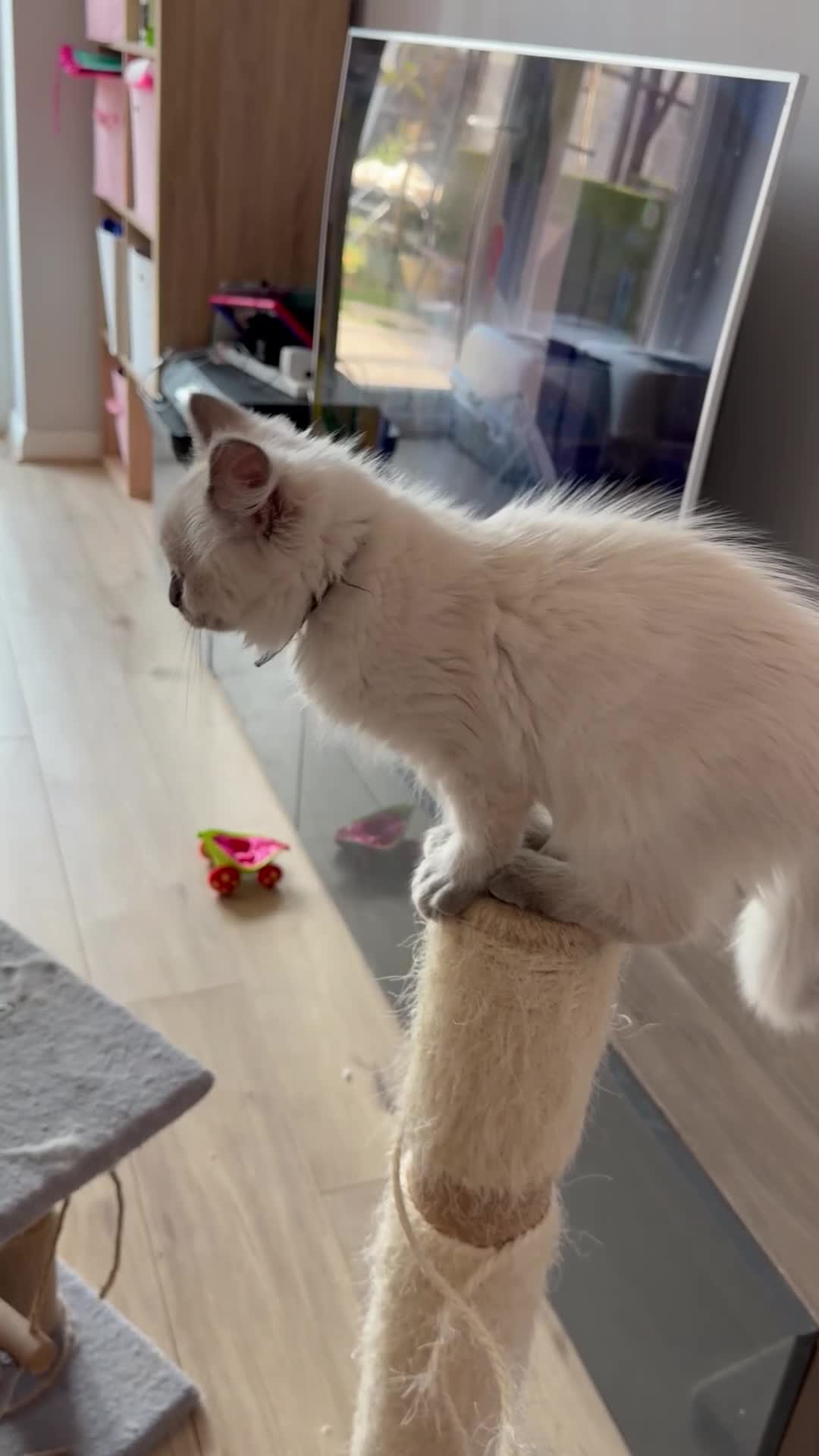 Ragdoll cats for sale:  Last one looking forever home, ready to go now  - Video 1