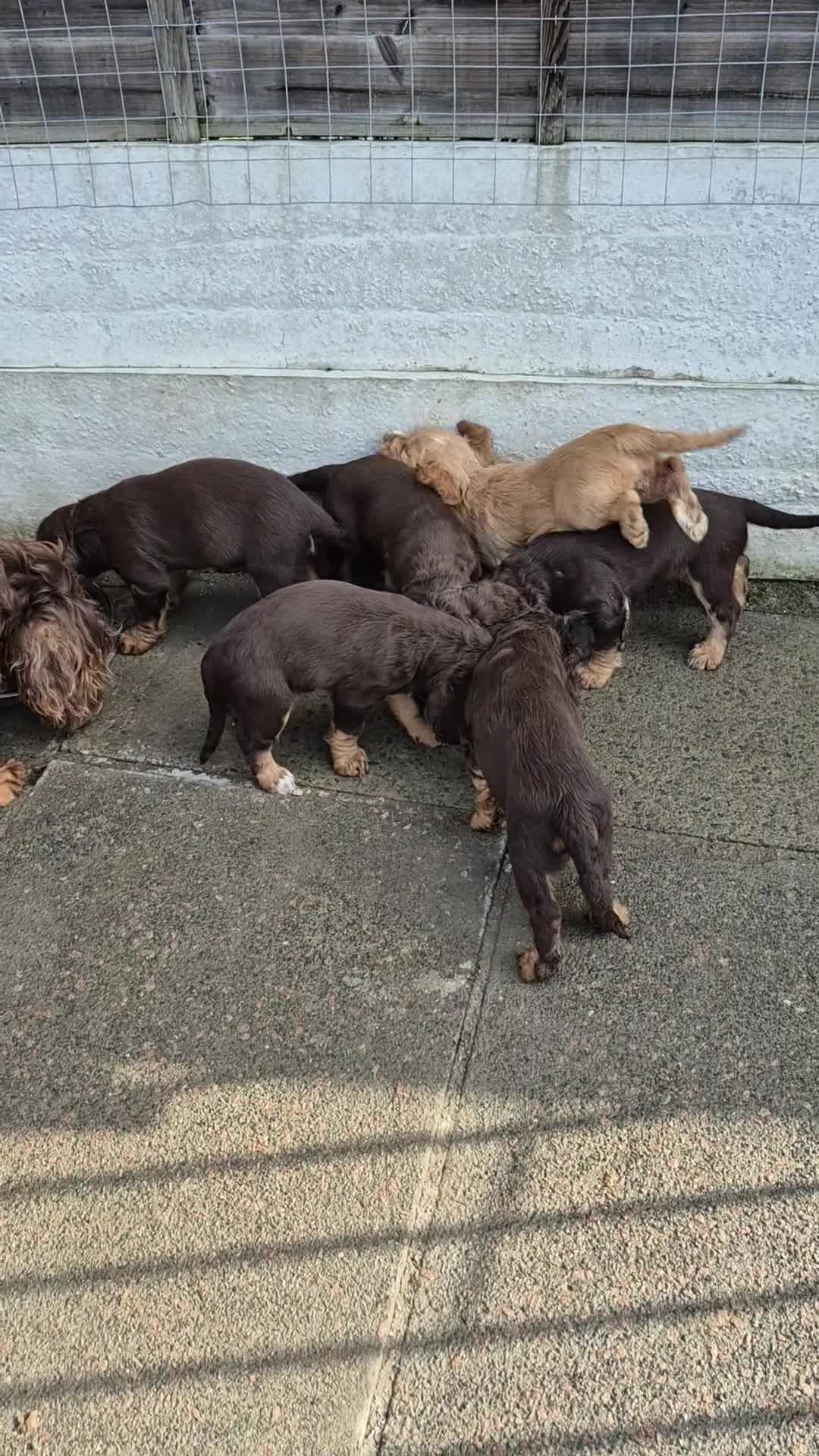 Cocker Spaniel dogs for sale: Beautiful kc registered cocker spaniel puppies - Video 1