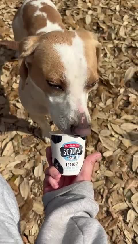 Mixed Breed dogs for sale: Milo The Lemon Cross Beagle - Video 4