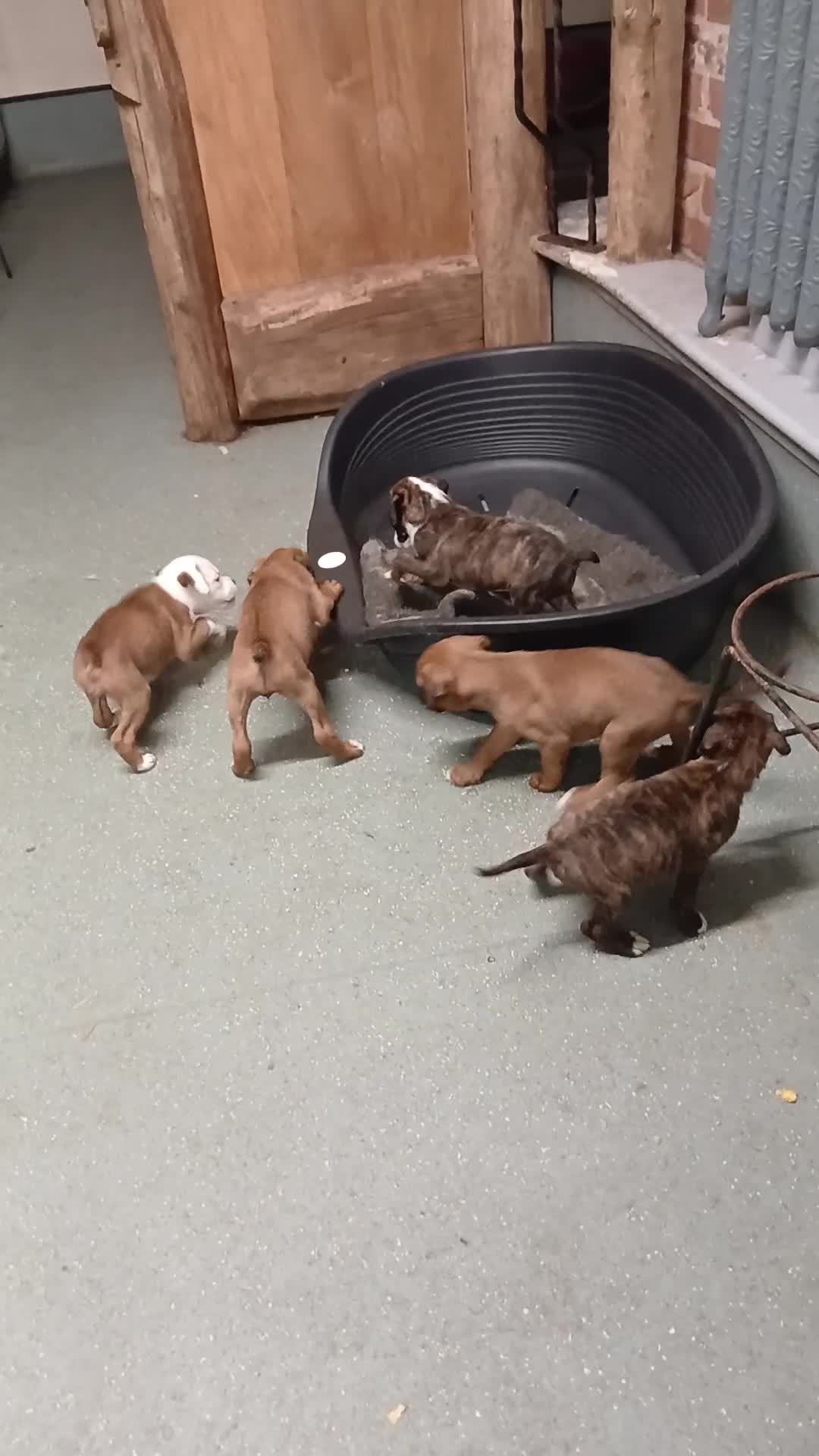 Boxer dogs for sale: Kc registered bob and tailed boxer puppies - Video 1