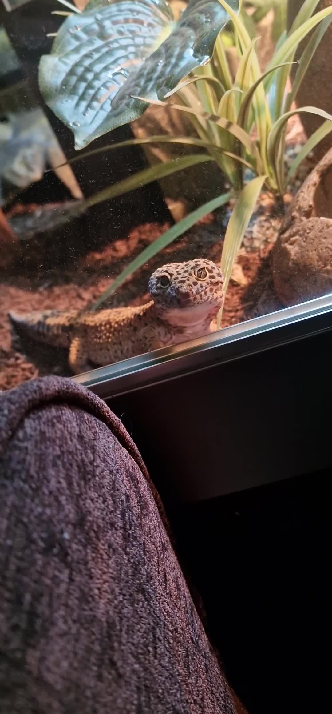 Leopard Gecko reptiles for sale: Leopard Gecko (approx 4 years old) in Stoke-on-Trent - Video 2