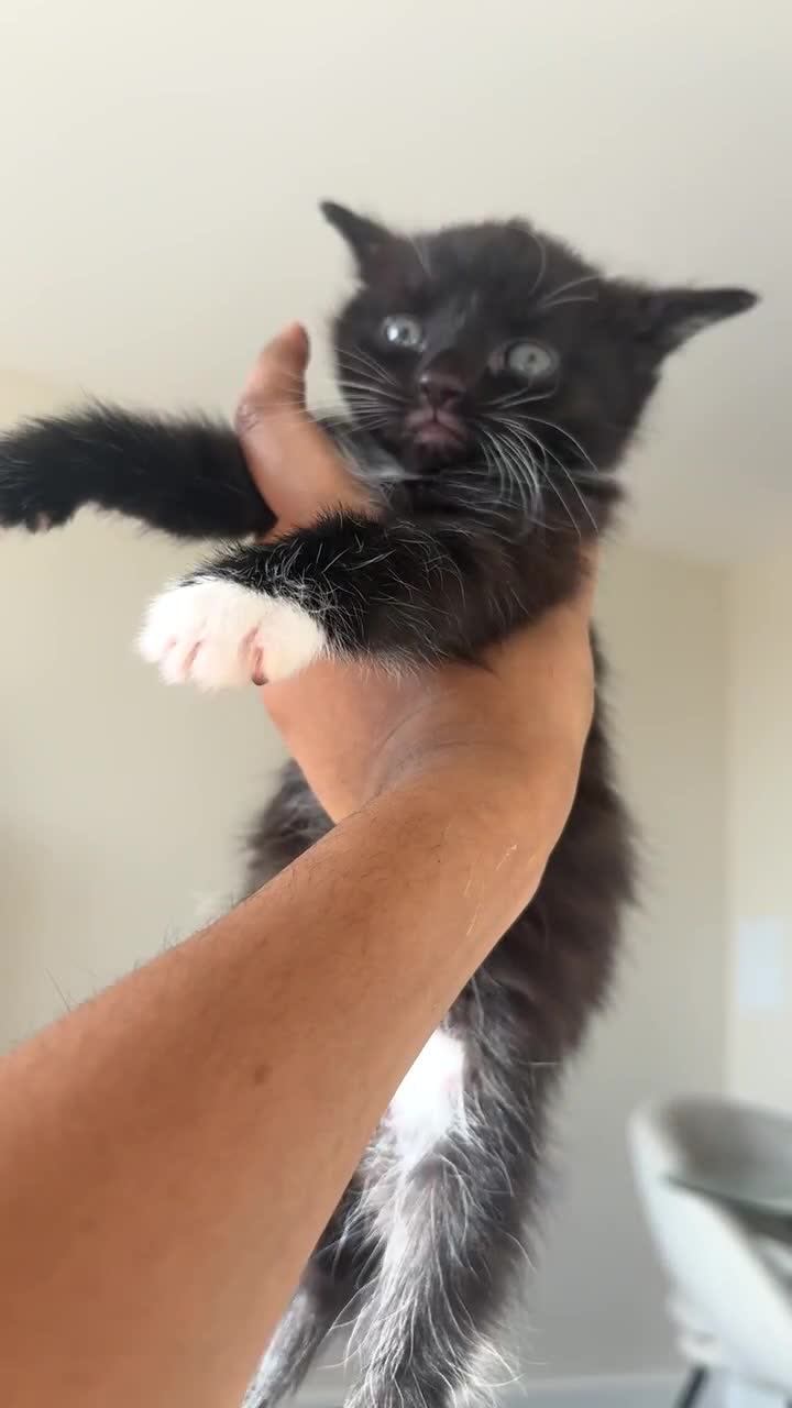 Mixed Breed cats for sale: Beautiful black kitten  - Video 1