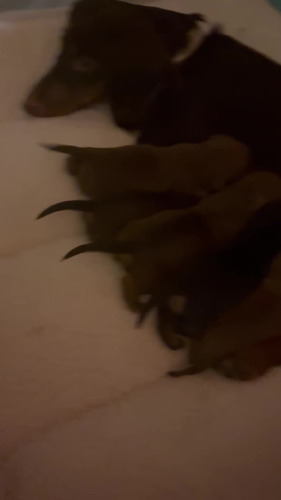 Dachshund dogs for sale: 6 dachshund puppies - 4 boys & 2 girls - Video 1