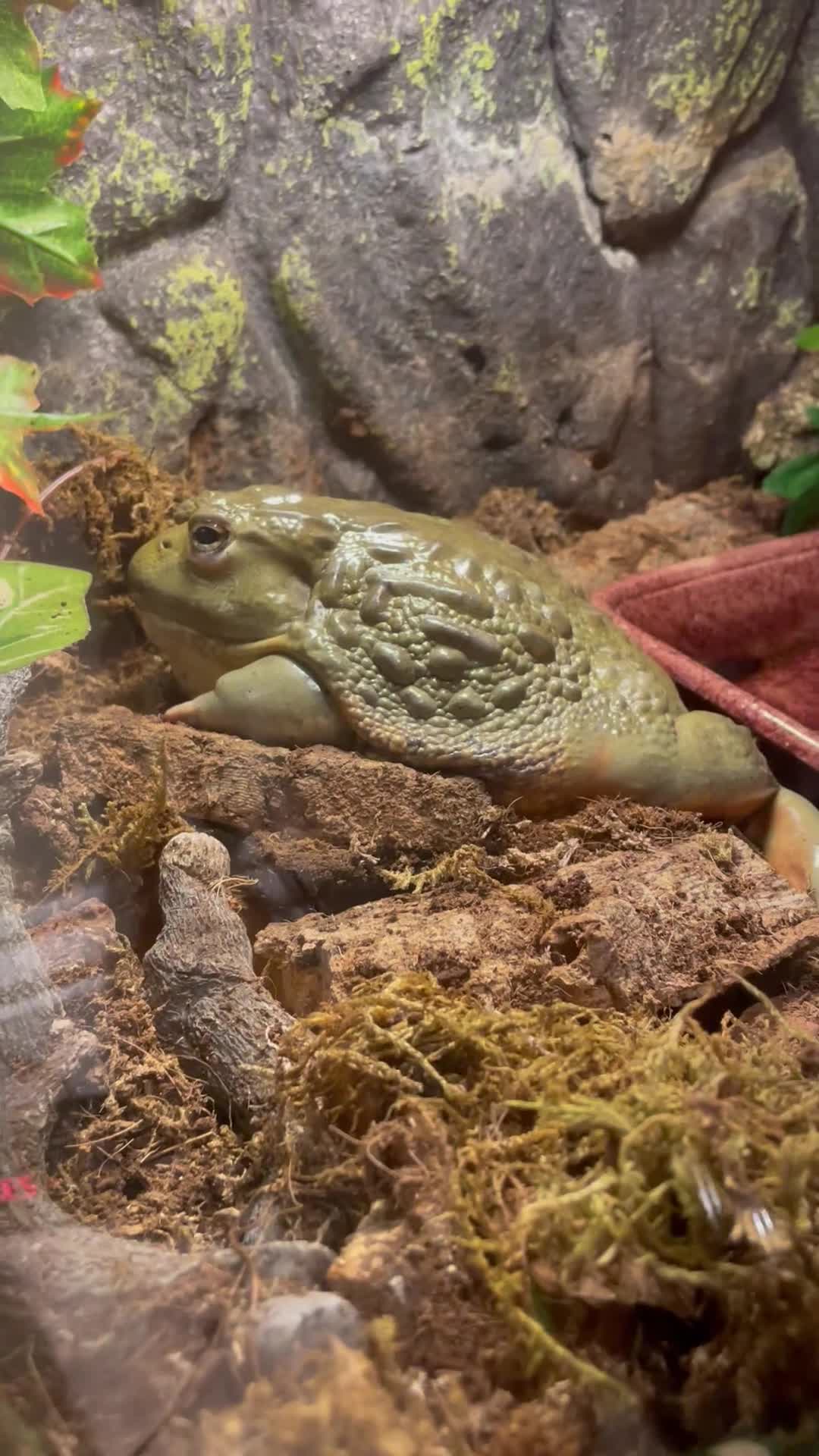 Frog reptiles for sale: Male African bullfrog - Video 1