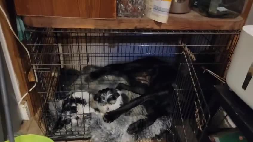 Maltese dogs for sale: Maltese Cross Puppies - Video 1