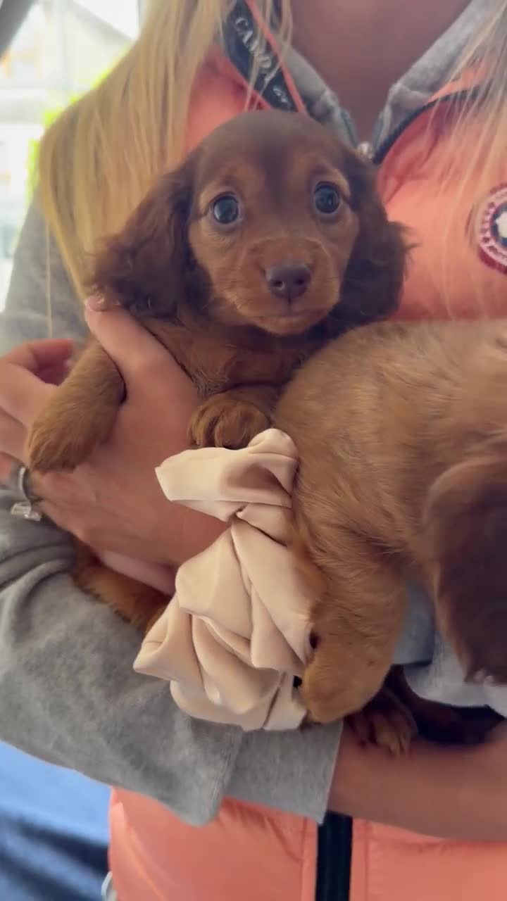 Miniature Dachshund dogs for sale: Miniature long-haired dapple dachshund  - Video 1