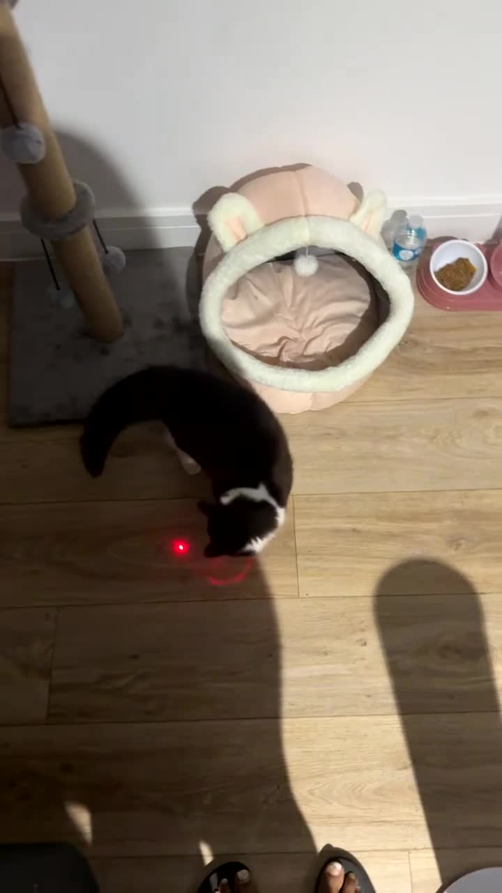 British Longhair cats for sale: Long hair female cat - Video 2