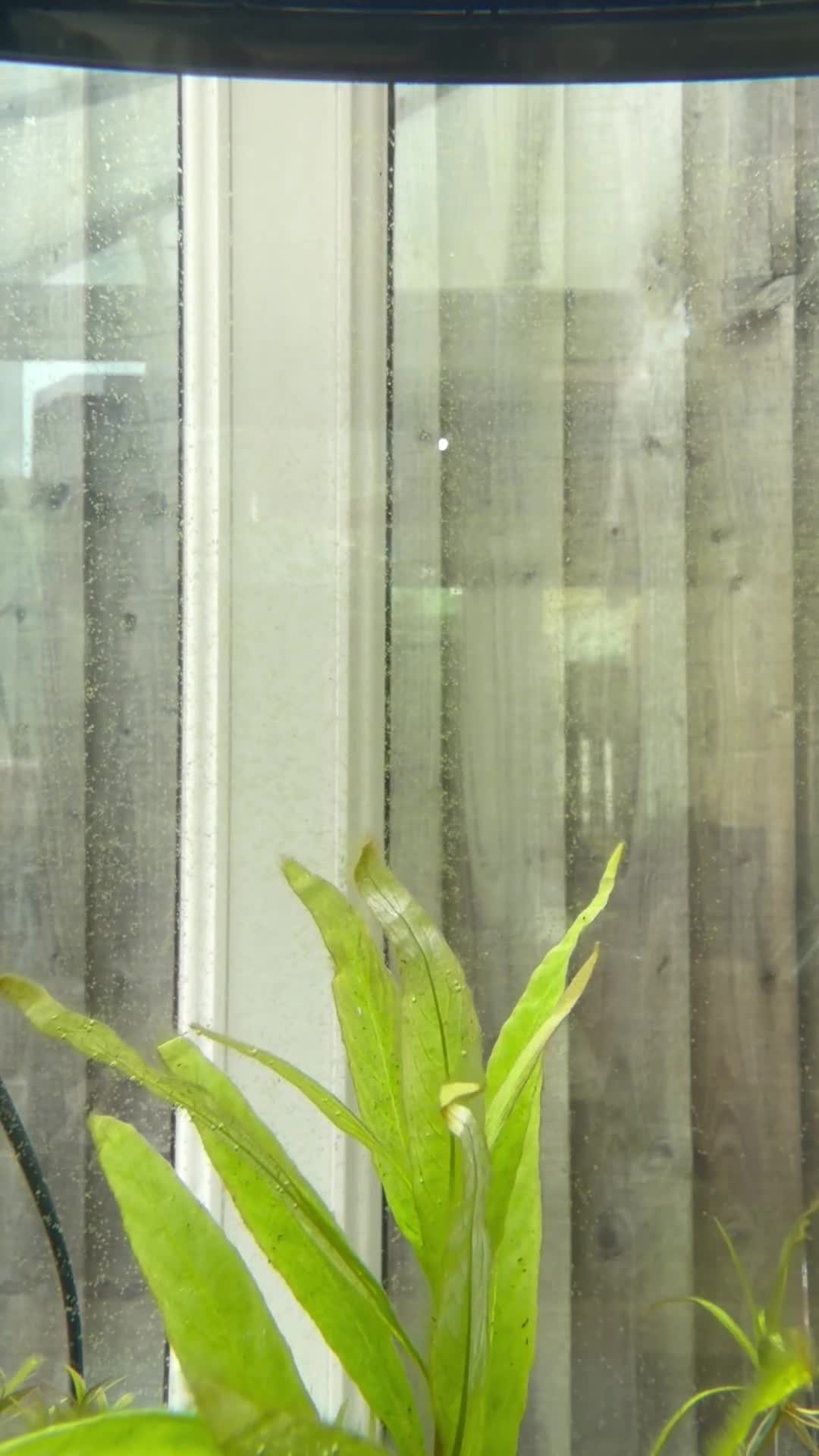 Tetras fish for sale: 5x Kerri Blue Tetra - Video 2