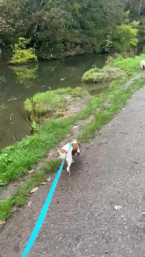 Cavalier King Charles Spaniel dogs for sale: 8 Month Old Girl  - Video 1