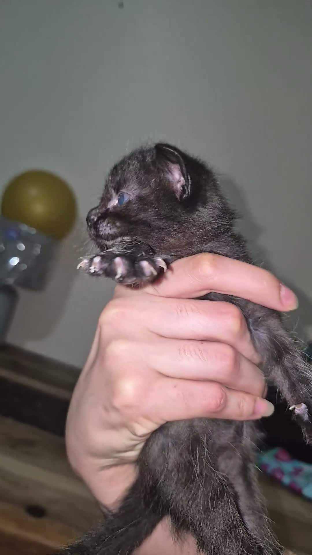 Mixed Breed cats for sale: Mix maincoon kittens black and tuxedo  - Video 3