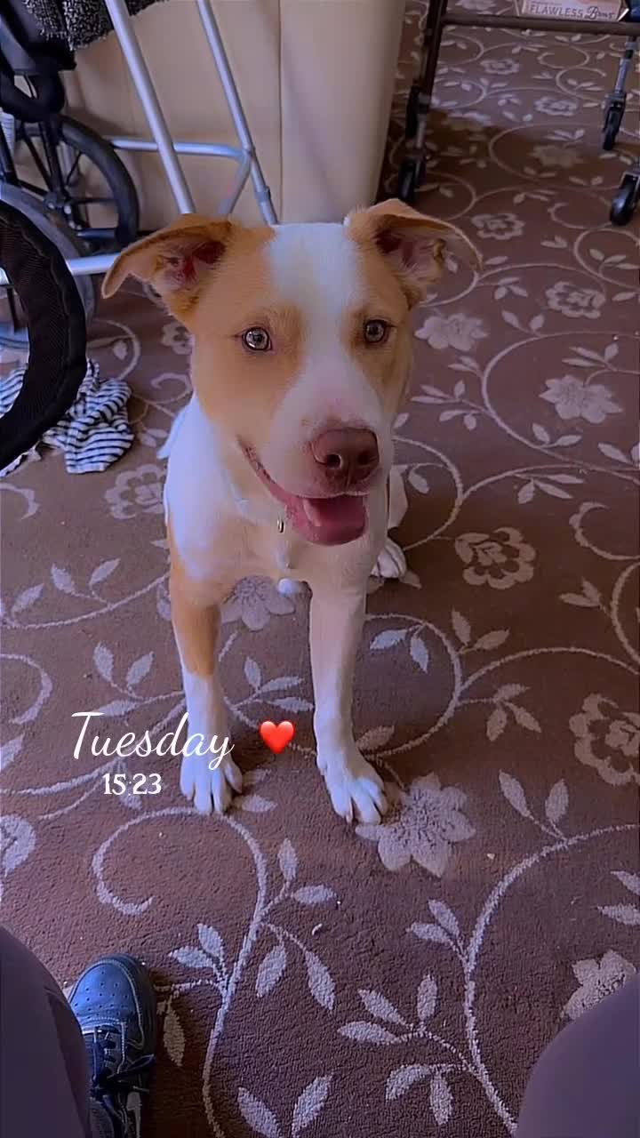 Mixed Breed dogs for sale: American bully cross  in Southall - Video 1