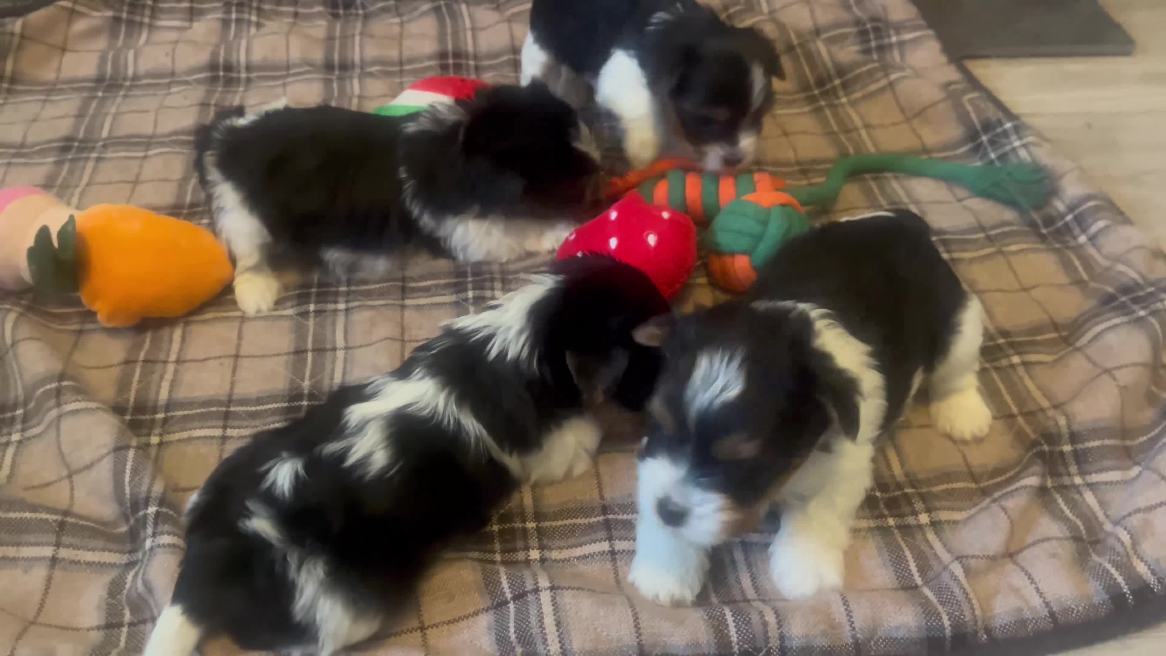 Biewer Terrier dogs for sale: 4 Pure Biewer Terrier for sale  - Video 1