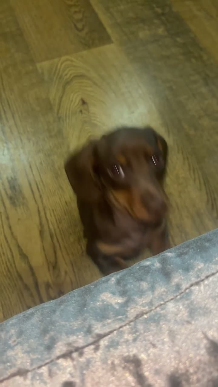 Miniature Dachshund dogs for sale: KC Registered Miniature Dachshund Boy🐾 - Video 1