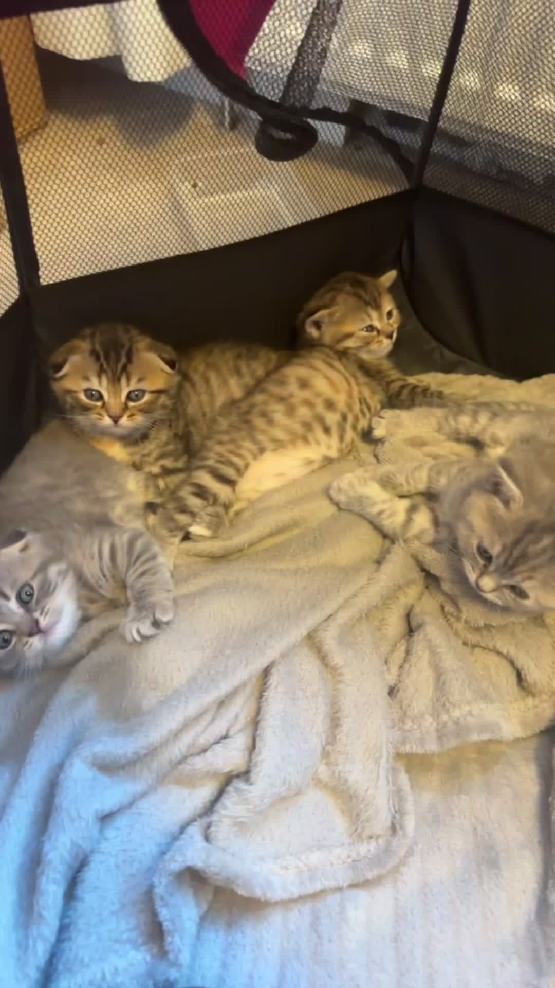 Scottish Fold cats for sale: Scottish fold / Straight kittens  in Nottingham - Video 5