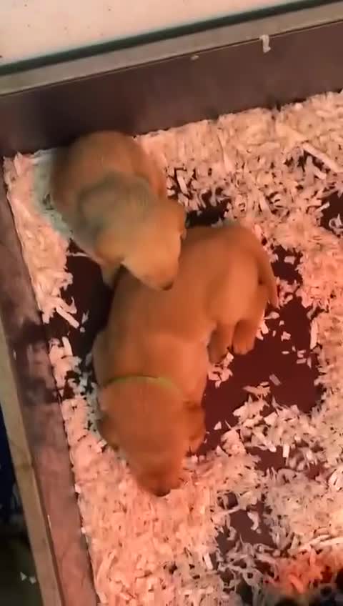 Labrador Retriever dogs for sale: Working Labrador puppies for sale, south Wales’s  - Video 2