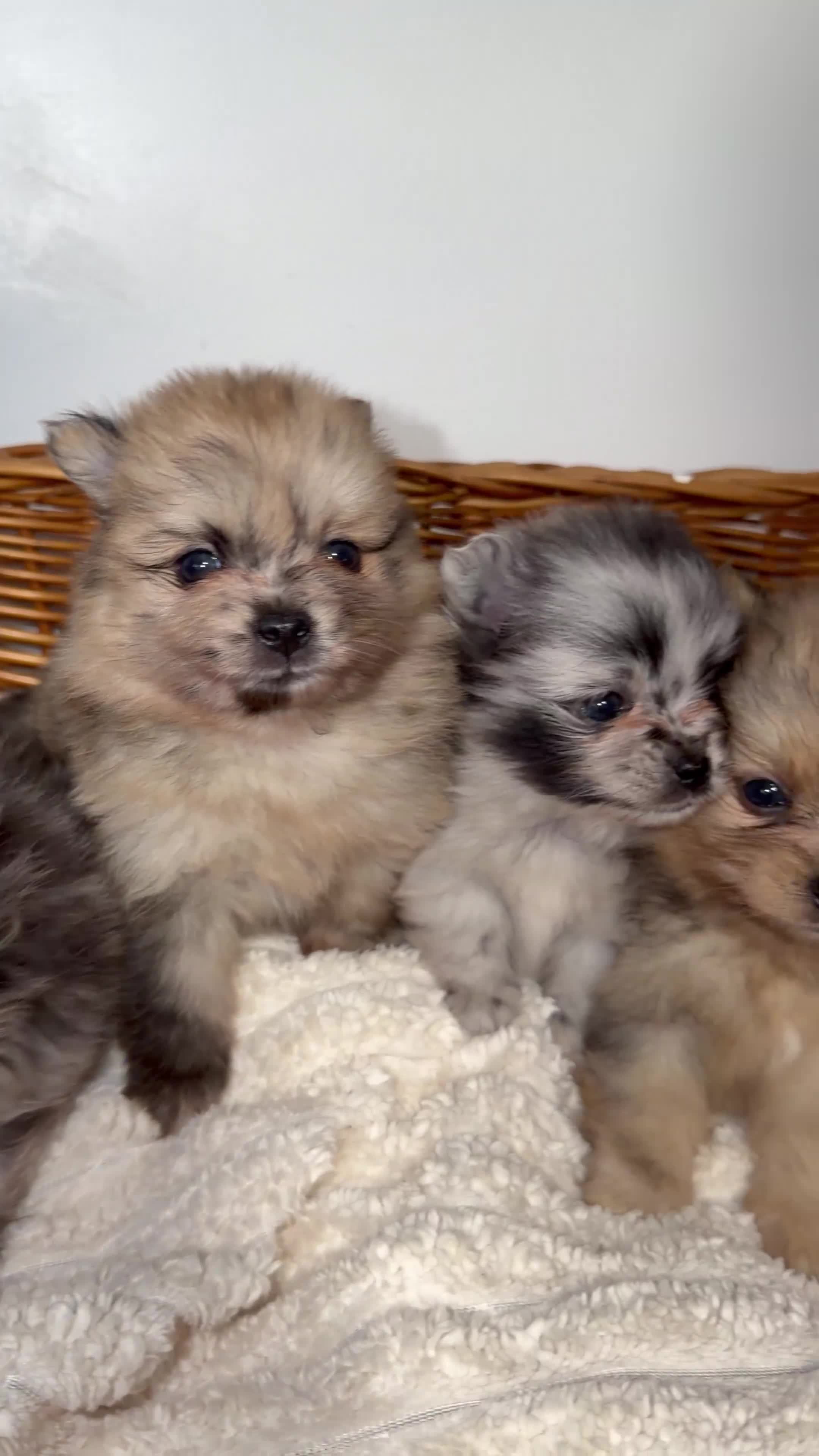 Pomeranian dogs for sale: 🐶✨  **  Russian Merle Pomeranian Puppies ✨ 🐶 in Southport - Video 2
