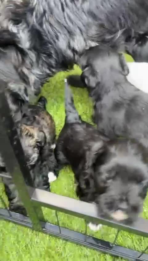 Mixed Breed dogs for sale: Pattapoo puppies  - Video 2