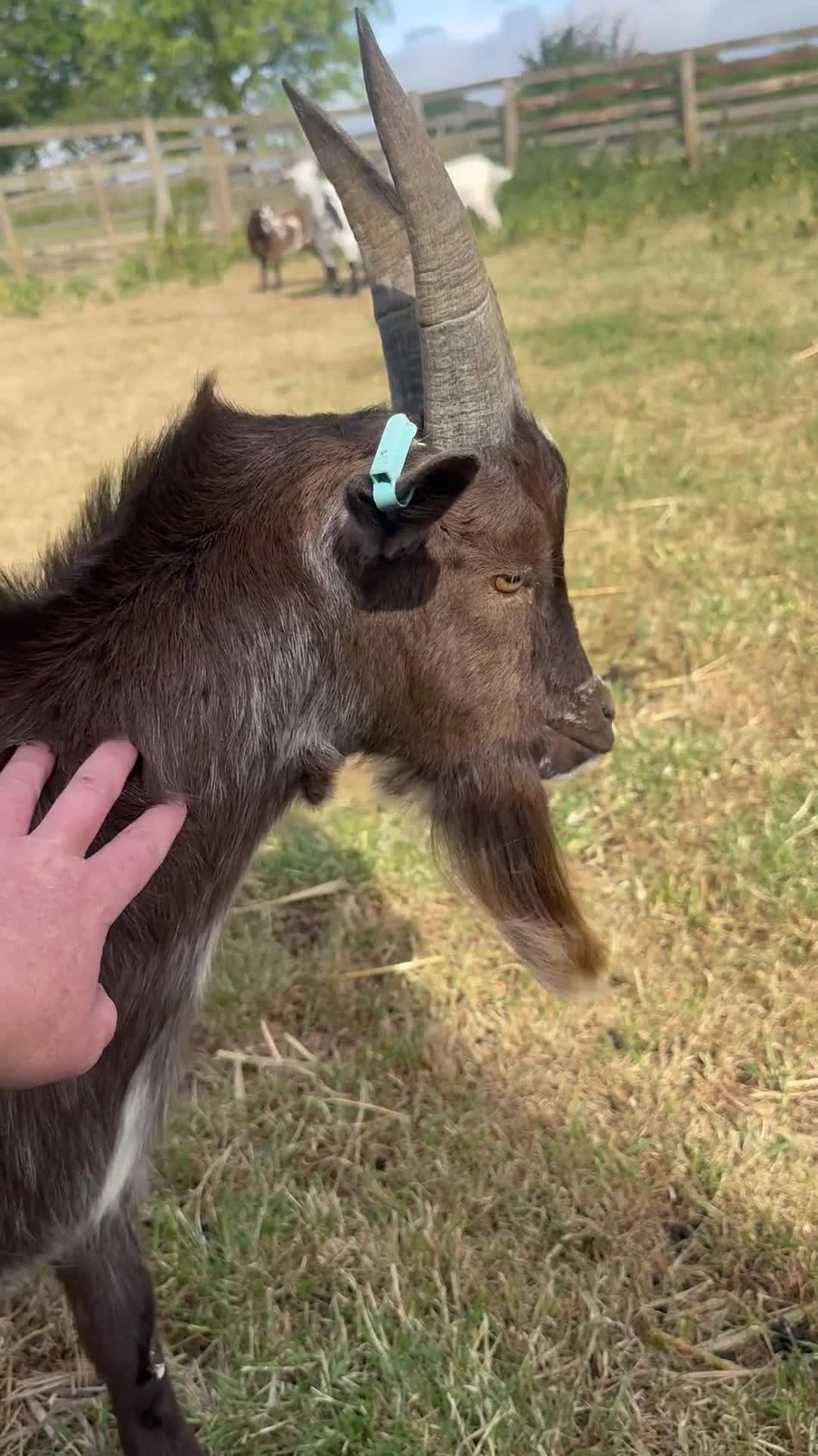 Goats livestock for sale: Entire Proven Billy Goat for Sale - Video 1