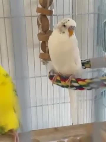Budgerigars birds for sale: 2 Budgies in need for a new home(read description) - Video 1