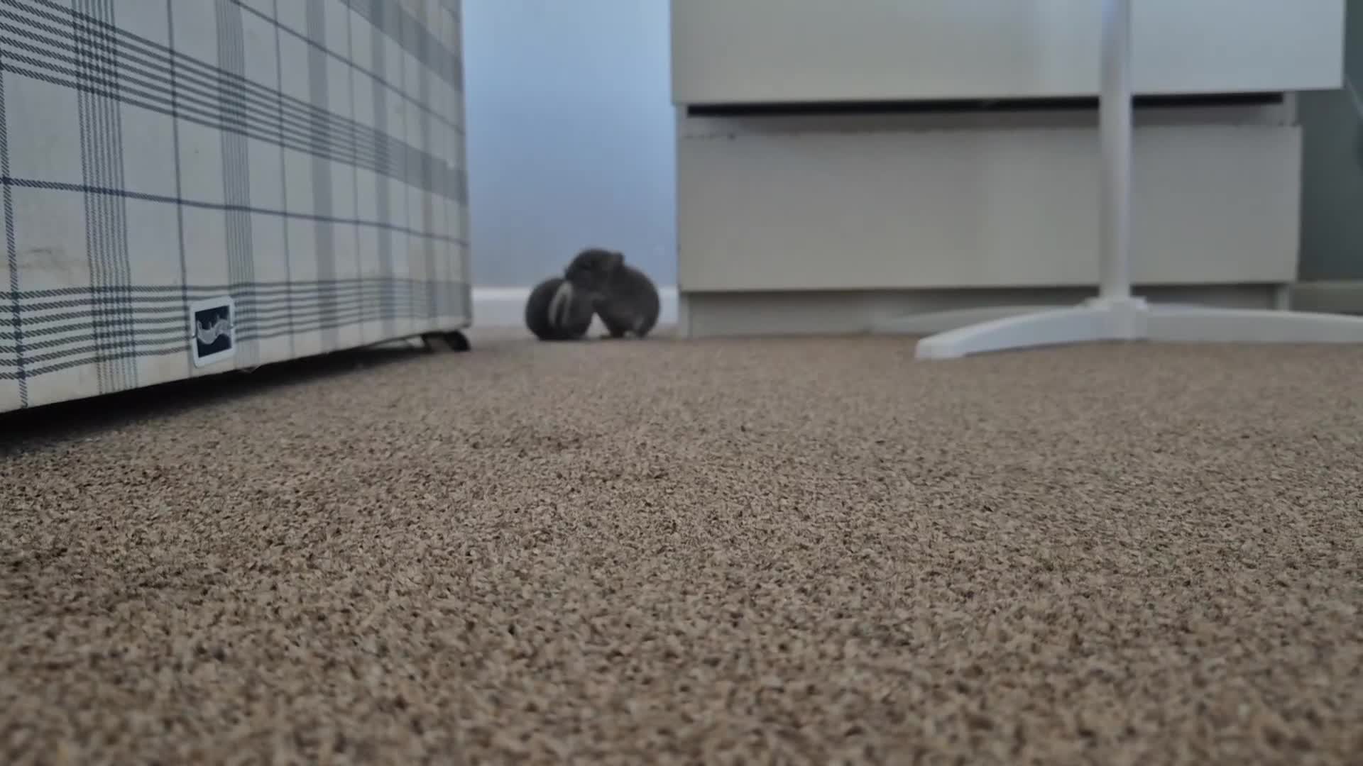 Chinchilla rodents for sale: Beautiful violet boys  - Video 1