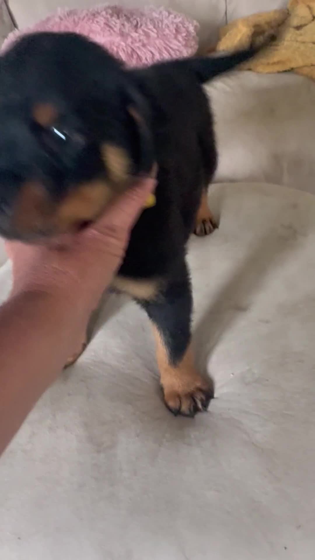 Rottweiler dogs for sale: Stunning litter of Rottweiler babies  - Video 2