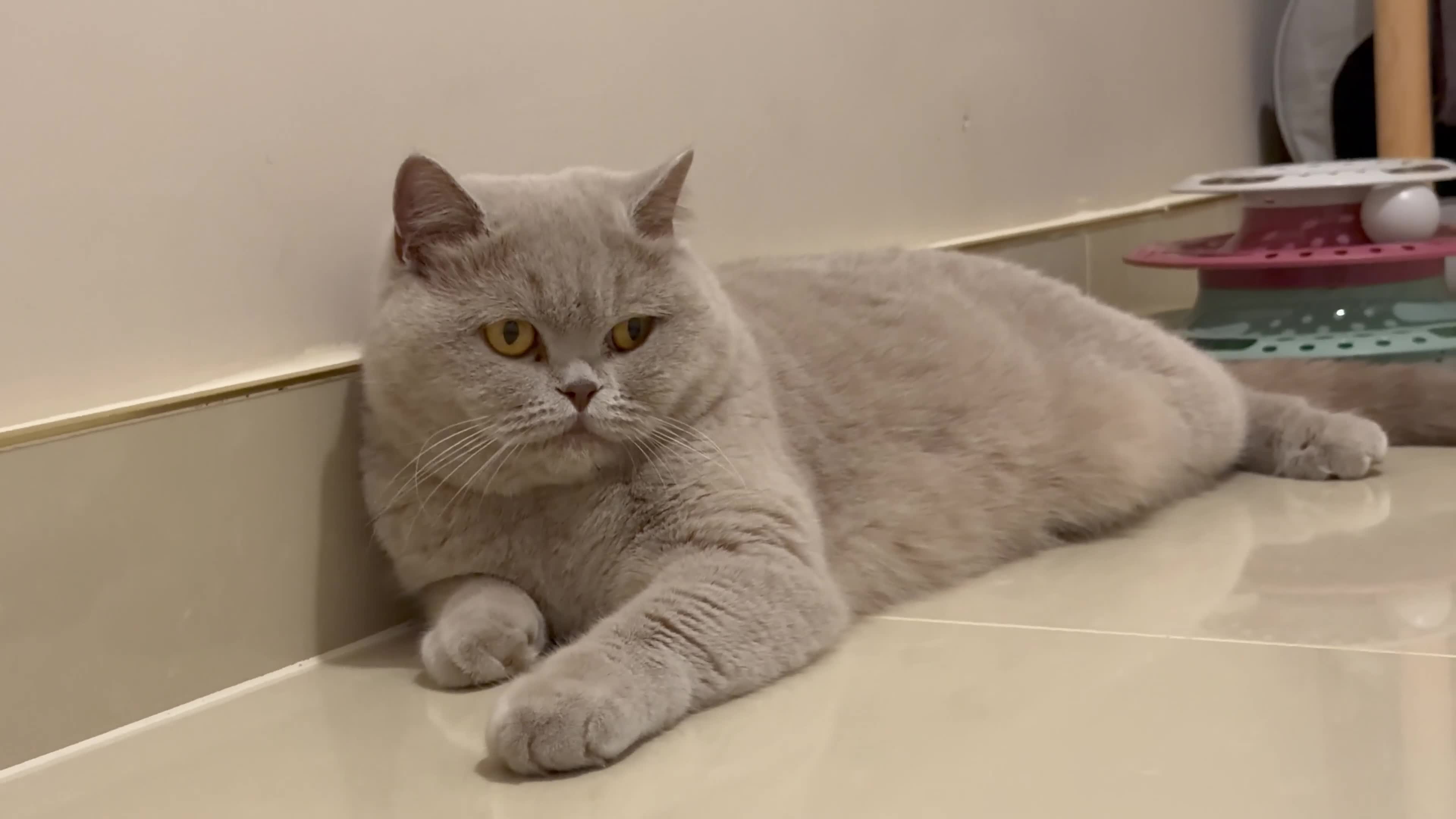 British Shorthair cats for sale: Wonderful liliac girl British shorthair    - Video 2