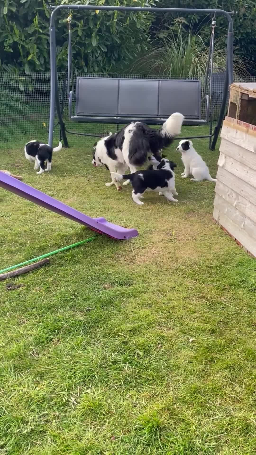Border Collie dogs for sale: Absolutely Gorgeous Black&White Border Collie Pups - Video 1