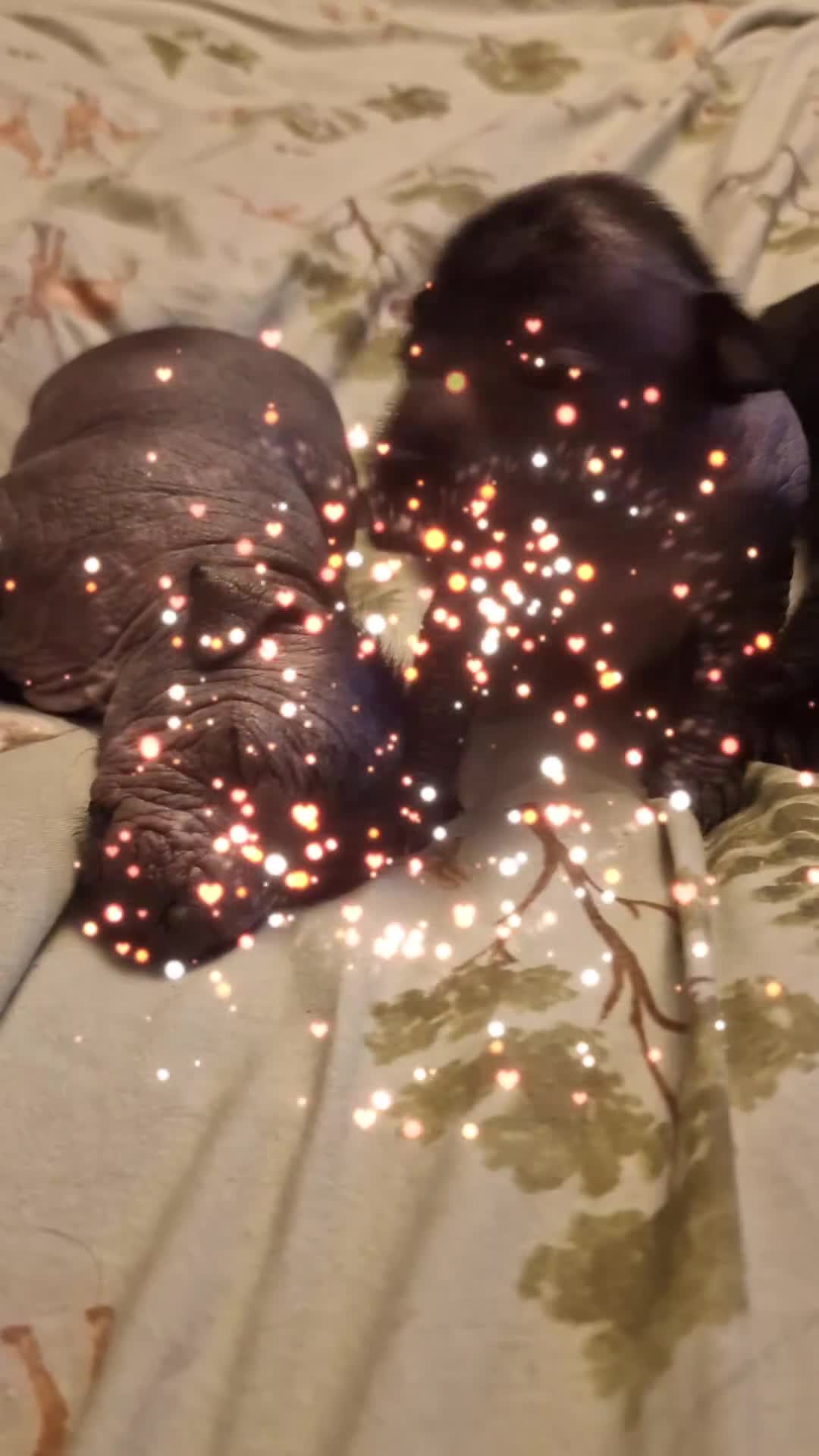 Mexican Hairless dogs for sale: Mini size girl. - Video 2