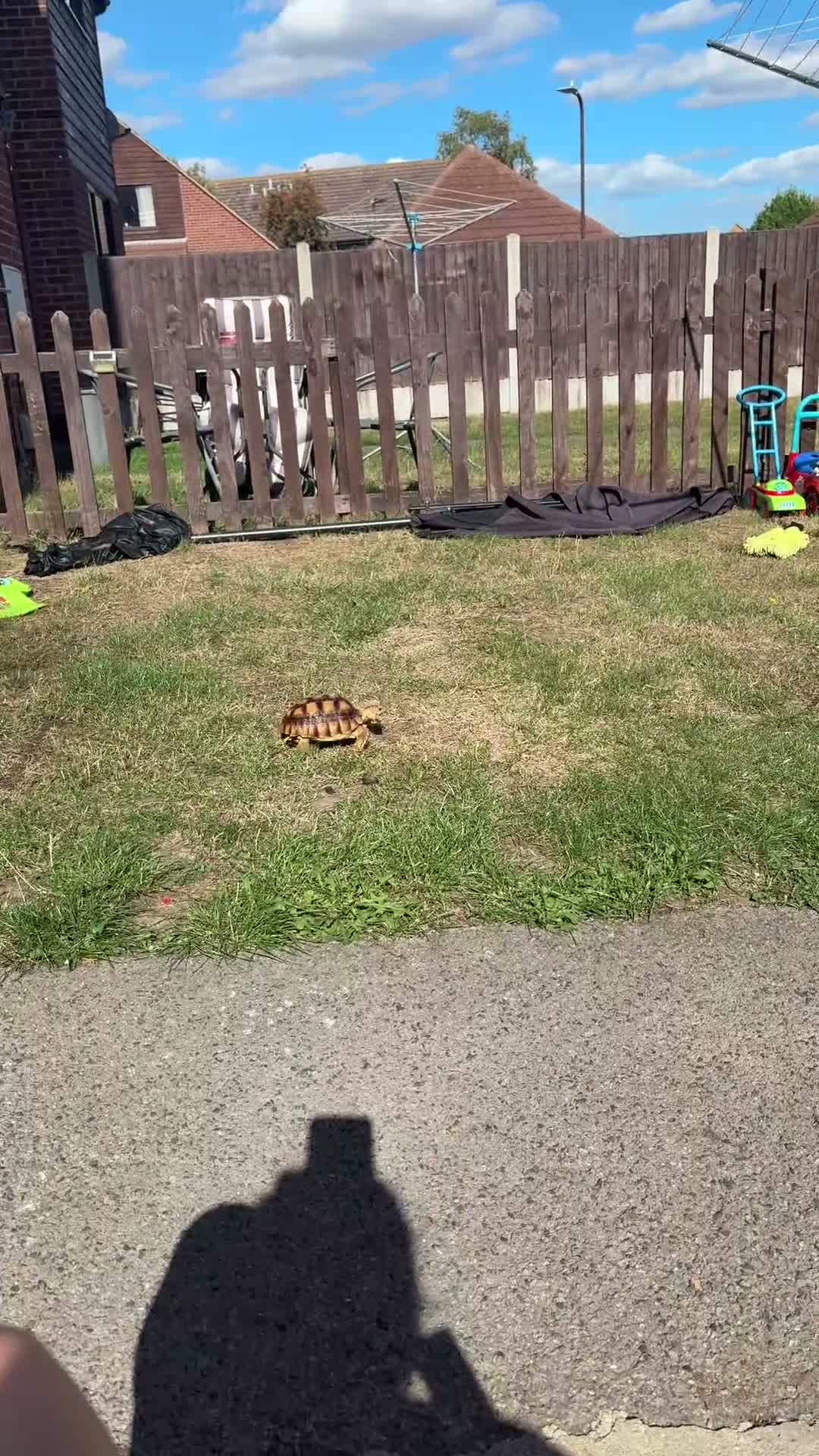 Tortoise reptiles for sale: Sulacta in Southend-on-Sea - Video 1