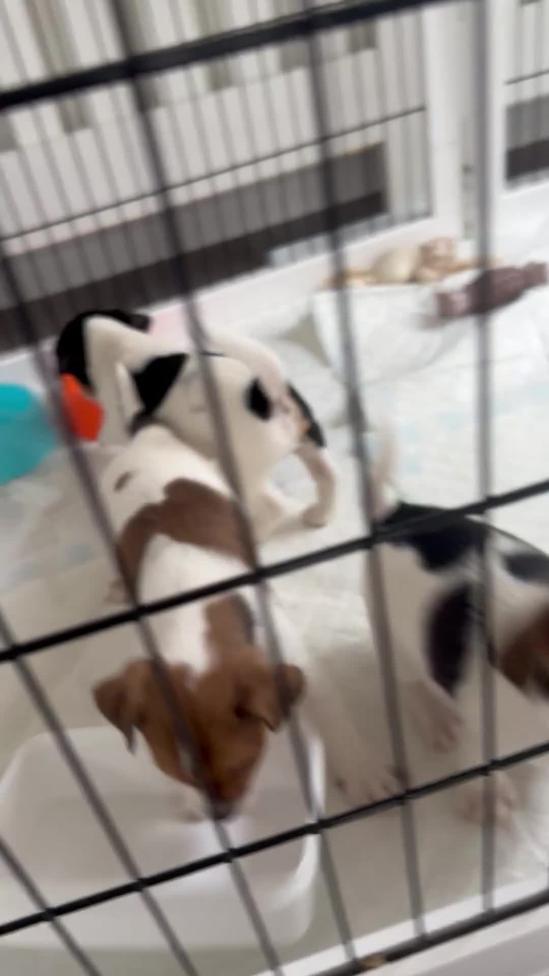 Jack Russell dogs for sale: Beautiful Jack Russell puppies  in Wickford - Video 1