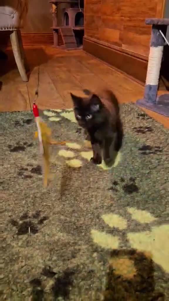 Maine Coon cats for sale: GCCF Maine Coon kittens 1 black F 1 black smoke M - Video 2