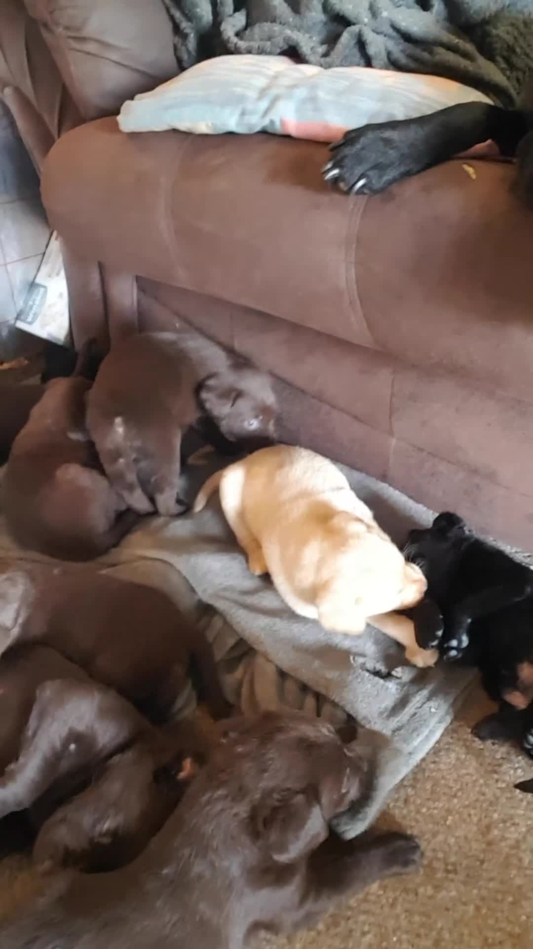 Labrador Retriever dogs for sale: Labrador puppies, beuitfull fur babbies  - Video 3