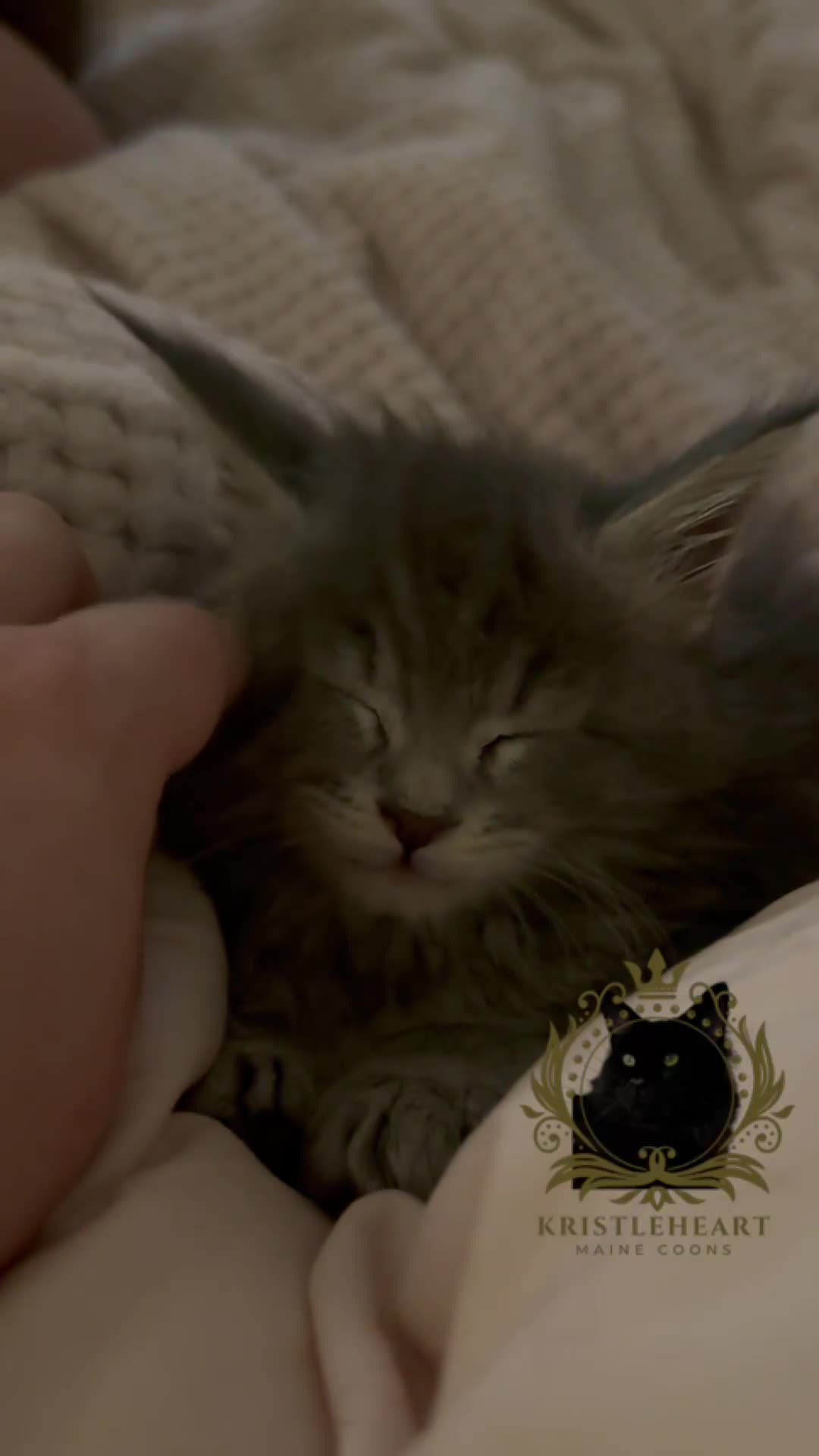 Maine Coon cats for sale: ✨BLUE FEMALE KING-SIZE MAINE COON CUB✨ - Video 4