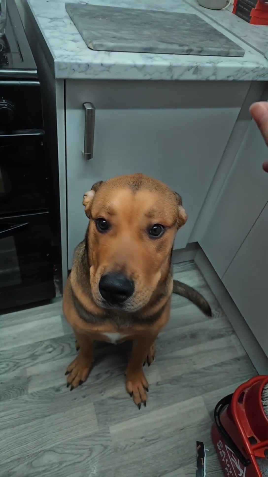 Mixed Breed dogs for sale: Ronnie - Video 3