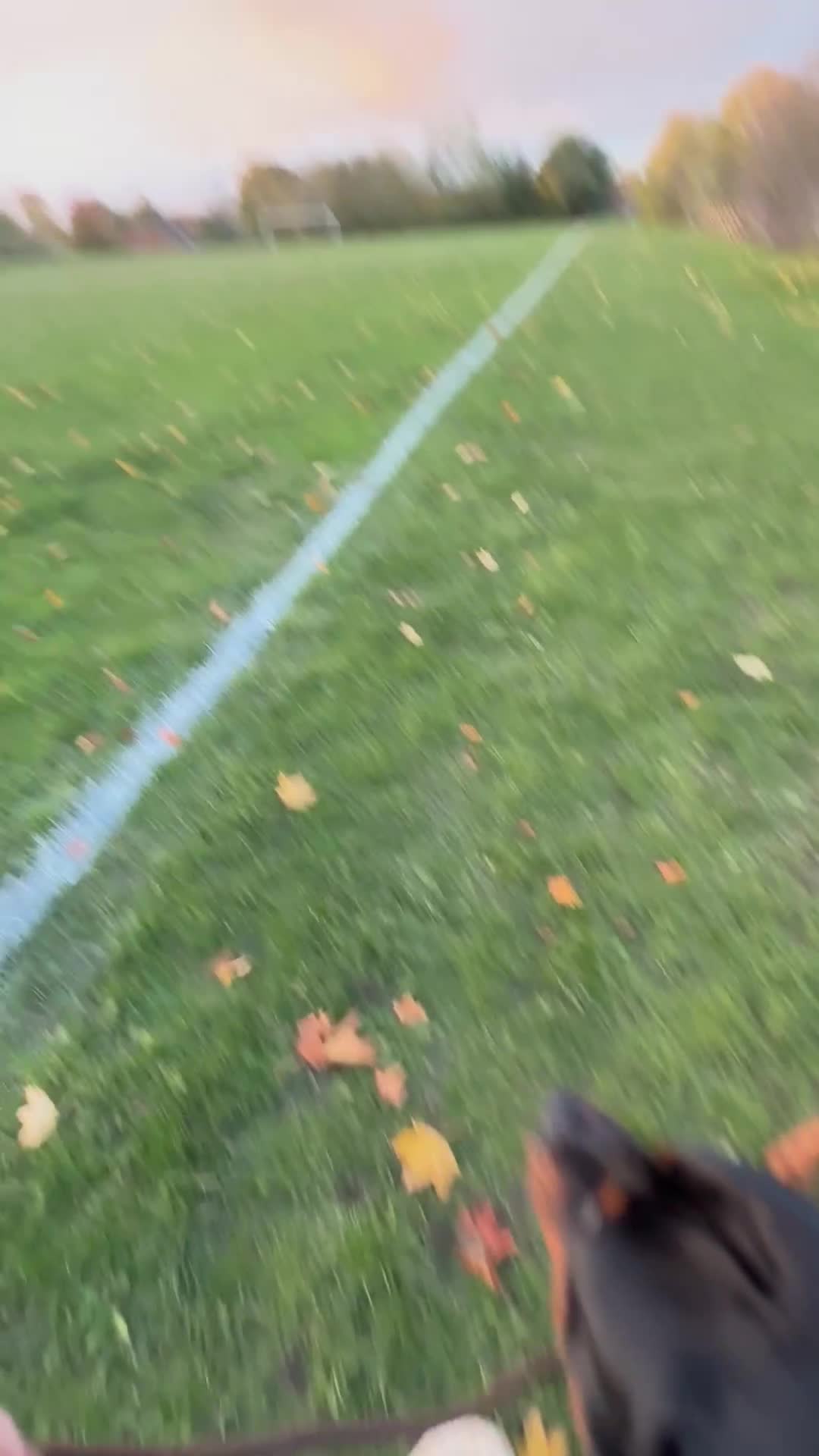 Rottweiler dogs for stud: Rottweiler for stud 🇩🇪 - Video 2