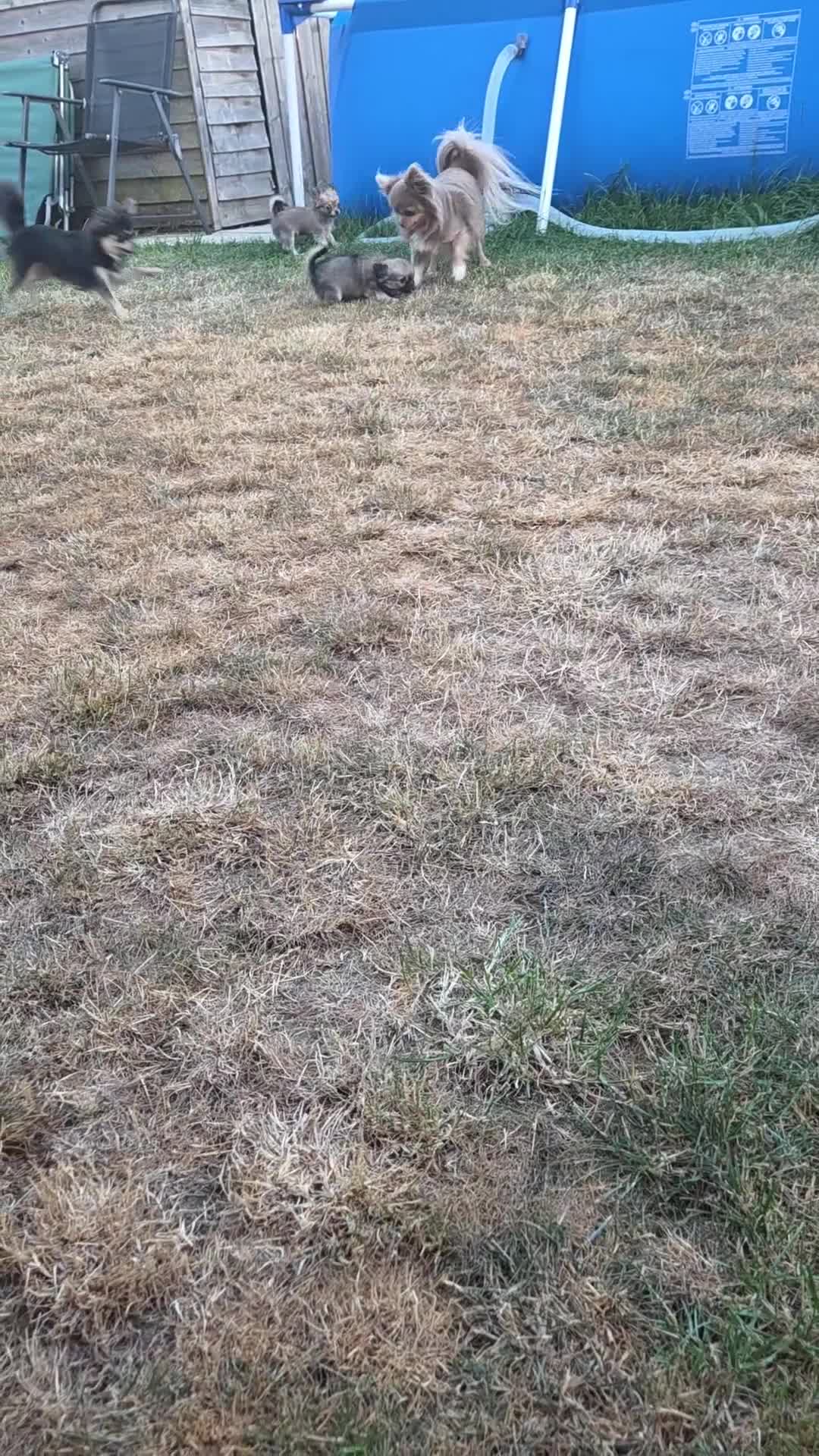Chihuahua dogs for sale: Three Amigos - Longhaired Chihuahua Male Pups  - Video 1