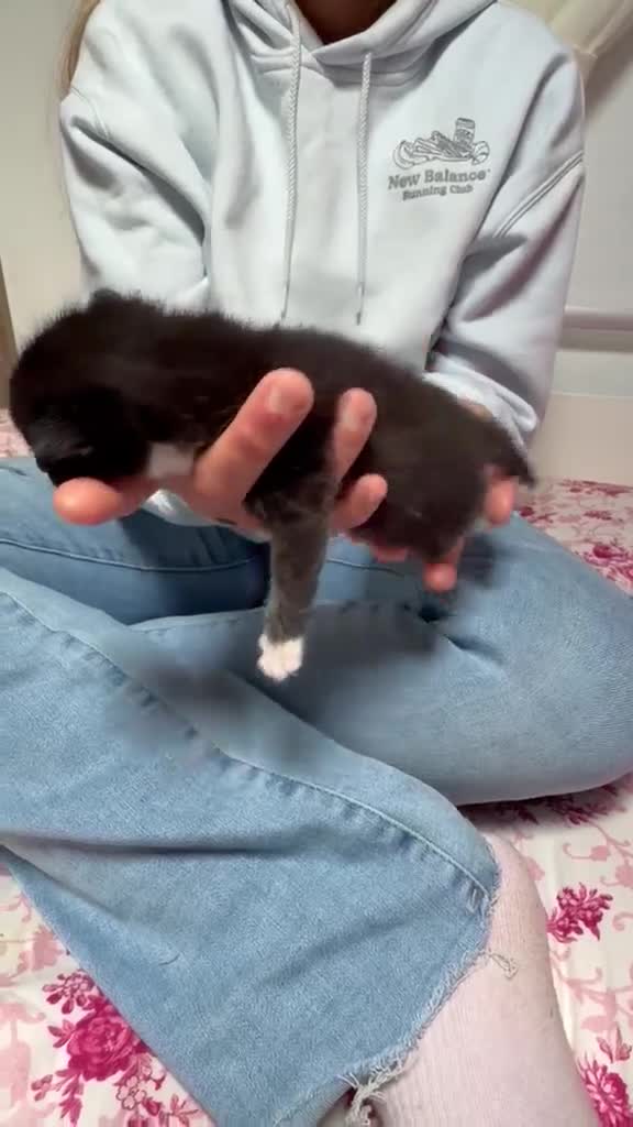 Mixed Breed cats for sale: Beautiful kittens looking for forever home  in Livingston - Video 3