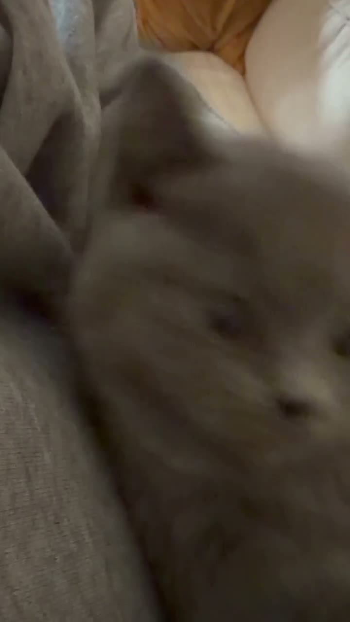 British Shorthair cats for sale: Chunky kittens brown gene carriers - Video 3