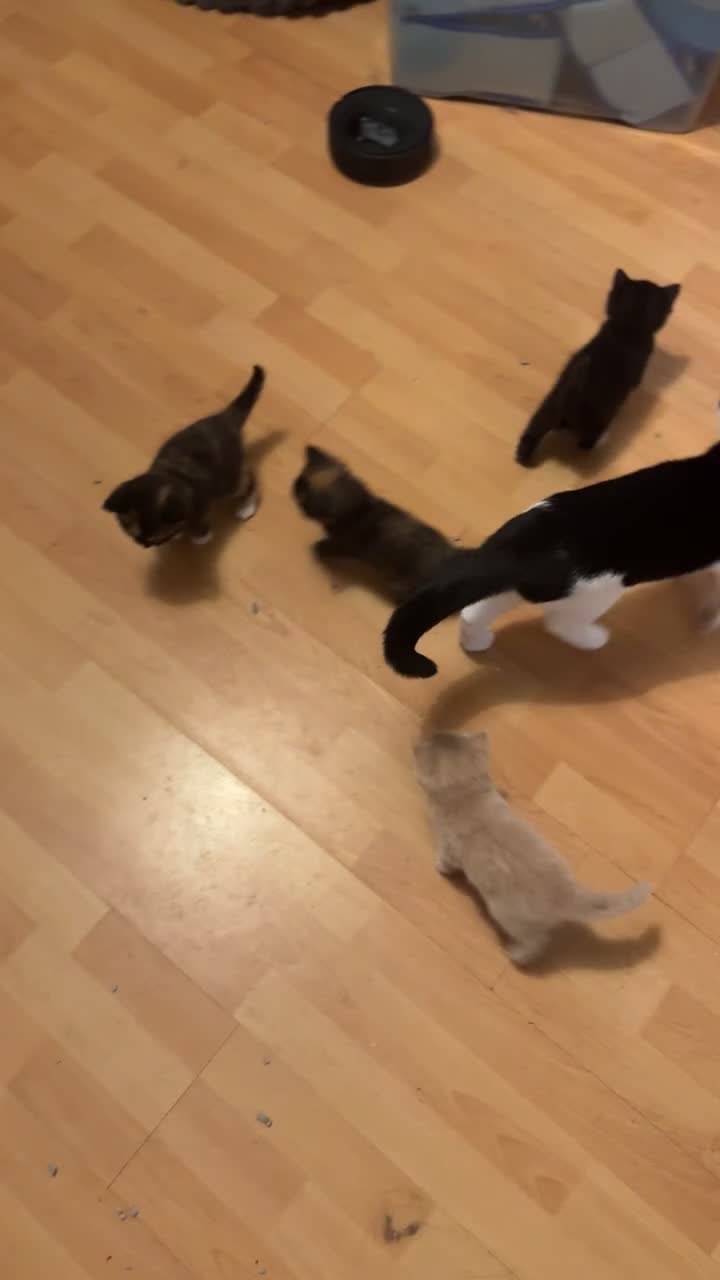 British Shorthair cats for sale: Kitten - Video 3