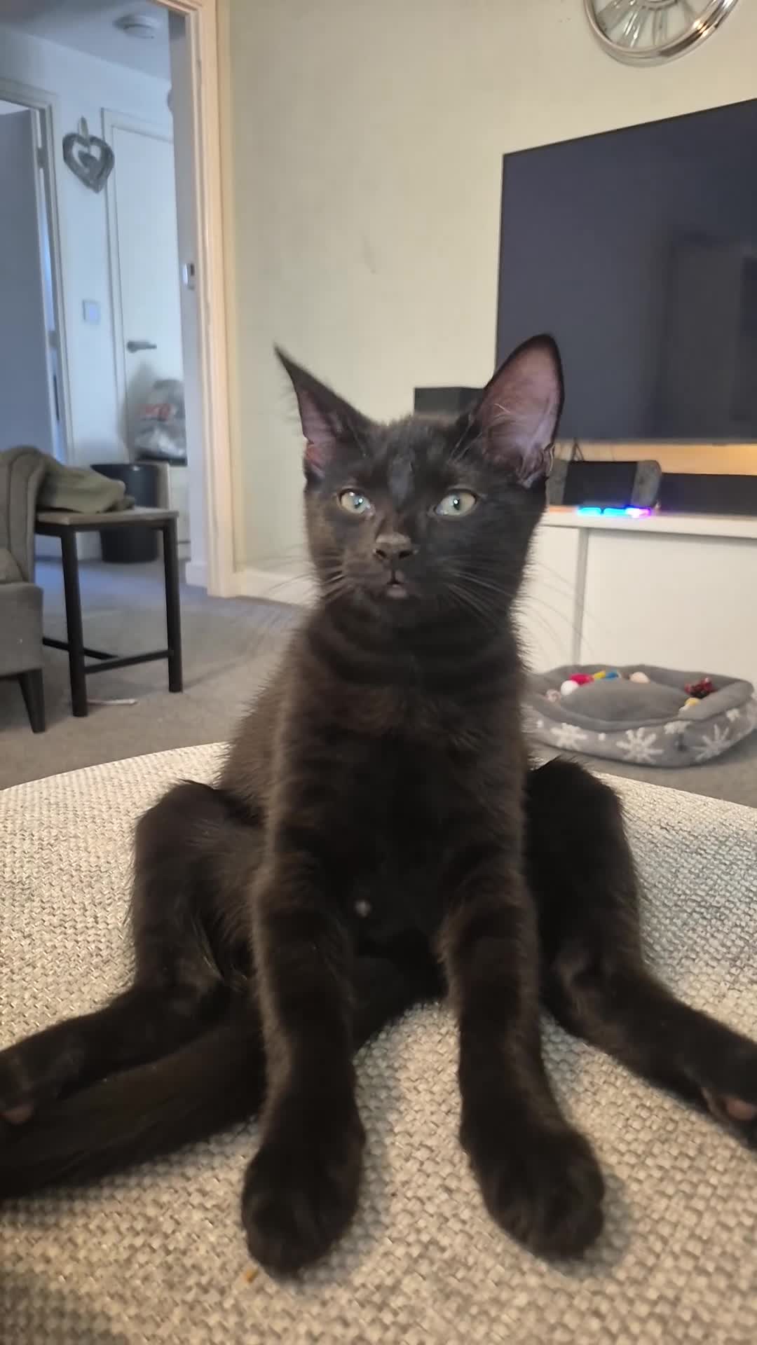 Domestic Shorthair cats for sale: Male kittens  - Video 2